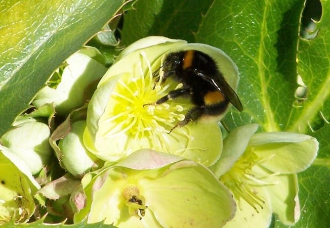 Bumblebee on hellebore6