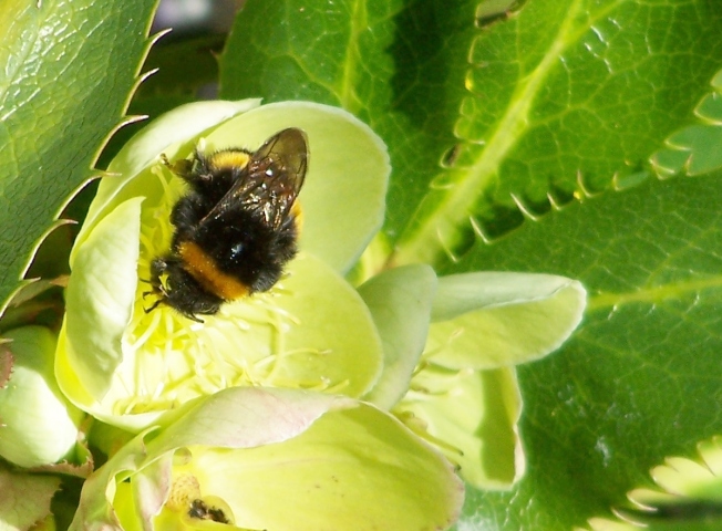 Bumblebee on hellebore8